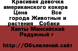 Красивая девочка американского кокера › Цена ­ 35 000 - Все города Животные и растения » Собаки   . Ханты-Мансийский,Радужный г.
